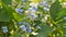 Forget-me-not closeup clip. Beautiful flowers. Nature video