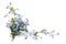 Forget-me-not (floral ornament