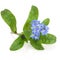 Forget Me Not Flower