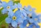 Forget me not flower against yellow background