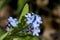 Forget me not in flower in late April in a garden, United Kingdo