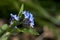 Forget me not in flower in late April in a garden, United Kingdo