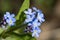 Forget me not in flower in late April in a garden, United Kingdo