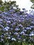 Forget me not in flower in late April in a garden, United Kingdom