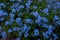 Forget-me-not flower in the spring. Myosotis plant grown in a bouquet in the wild plain