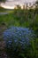 Forget-me-not flower in the spring. Myosotis plant grown in a bouquet in the wild plain