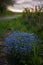 Forget-me-not flower in the spring. Myosotis plant grown in a bouquet in the wild plain