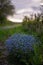 Forget-me-not flower in the spring. Myosotis plant grown in a bouquet in the wild plain