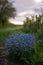 Forget-me-not flower in the spring. Myosotis plant grown in a bouquet in the wild plain