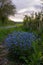 Forget-me-not flower in the spring. Myosotis plant grown in a bouquet in the wild plain