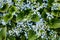 Forget-me-not flowers bloom background, forgetmenot garden, many small delicate blue flowers, green leaves, nature, spring, summer