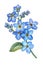 Forget-me-not flowers bouquet