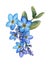 Forget-me-not flowers bouquet