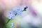 Forget me not flowers on colorful background