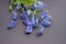 Forget-me-not flowers on dark gray background