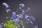 Forget-me-not flowers on dark gray background