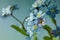 Forget-me-not flowers, floral background