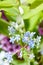 Forget-me-not flowers on green summer meadow