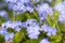 Forget me not flowers after the rain with water drops, small depth of field