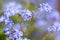 Forget me not flowers after the rain with water drops, small depth of field