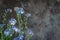 forget-me-not flowers in a vase on a dark background