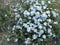 Forget-me-not flowers in wild nature.