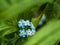 Forget me Not Flowers Wild Undergrowth Macro