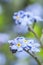 Forget-me-not (Genus Mysotis).