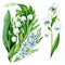 Forget me not and lily of the valley floral botanical flowers. Watercolor background illustration set.