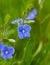 Forget-me-not macro