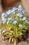 Forget-me-not (Myosotis)