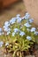 Forget-me-not (Myosotis)