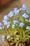 Forget-me-not (Myosotis)