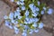 Forget-me-not (Myosotis)