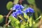 Forget-me-not (Myosotis)