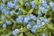 Forget-me-not Myosotis arvensis, abstraction, background