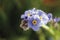 Forget me not, myosotis, close-up