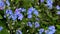 Forget Me Not Myosotis flower in a forest, close up. Blue small wildflower in a woodland meadow trembling in faint wind. Spring