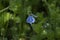 Forget-Me-Not. Myosotis flowering plants, Boraginaceae, Blue flower in nature.