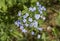 Forget-me-not Myosotis flowers blooming
