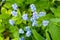 Forget-me-not Myosotis sky blue flowers with white star hearts