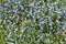 Forget me not  myosotis sylvatica