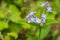 Forget-me-not Myosotis sylvatica wildlflowers blooming in the forests of San Francisco bay, California