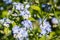 Forget-me-not Myosotis sylvatica wildlflowers blooming in the forests of San Francisco bay, California