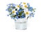 Forget-me-not and narcissus flowers over white