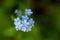 Forget me not, small blue flowers in the forest. Close up. Top v