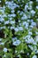 Forget me not - spring blue garden flowers