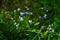 Forget-me-not, spring small blue flowers, blurred floral meadow plant background, close up and green grass, Myosotis sylvatica.