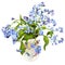 Forget-Me-Nots