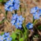 Forget-me-nots. blue flowers forget-me-nots. small blue flowers forget-me-nots.